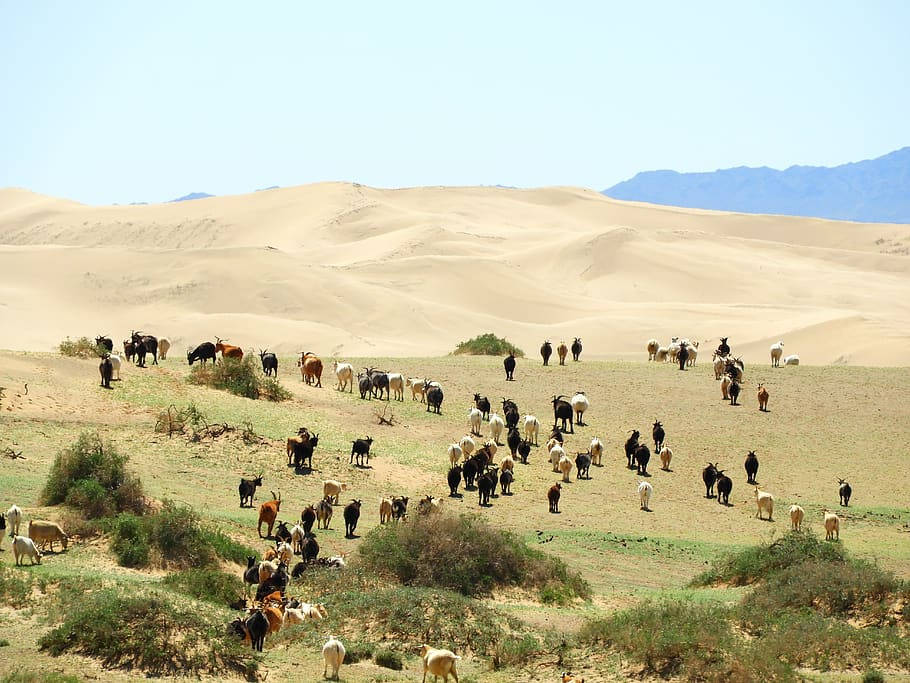 Caption: Breathtaking View Of Mongolia's Gobi Desert Wallpaper