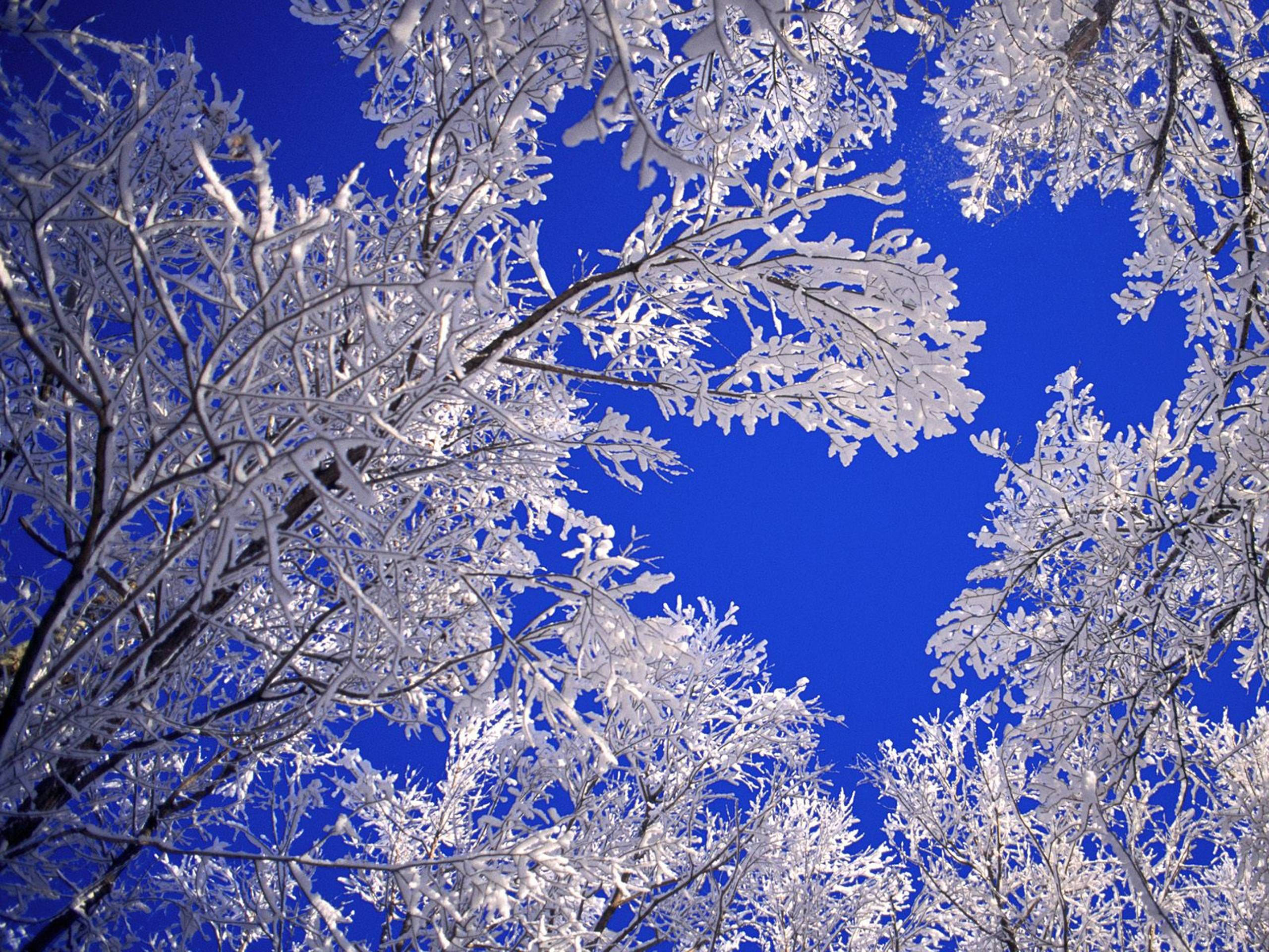 Low Angle Shot Winter Scenery Wallpaper