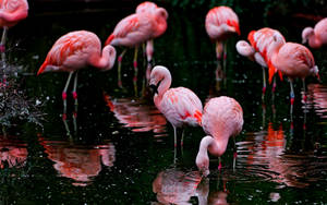 A Majestic Flamingo Flock In A Beautiful Landscape Wallpaper