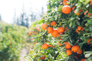 Bright Orange Delicious Citrus Fruits Wallpaper