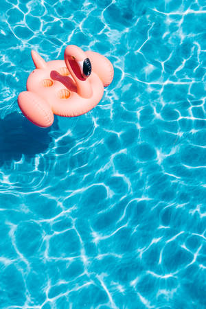 Enjoy The Summer Fun By Floating In A Giant Inflatable Flamingo Wallpaper