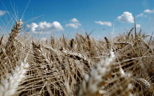 Grayish Brown-wheat Field Wallpaper