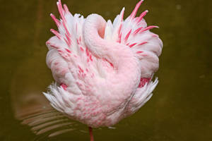 Keep Calm And Take A Nap: A Lovely Pink Flamingo Wallpaper