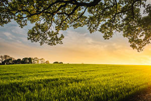 Lovely Wheat Farm Under The Tree At Sunrise Wallpaper