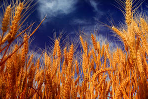 Low-angle Photo Of Wheat Field Wallpaper