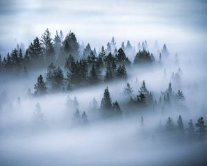 Sea Of Trees Hd Landscape Desktop Wallpaper