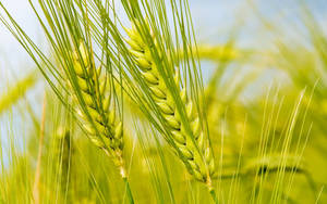 Selective Focus Image Of Green Wheat Field Wallpaper