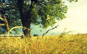 Wheat Field With Big Tree Wallpaper