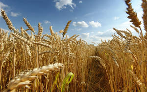 Wheat Field With Pathway Wallpaper