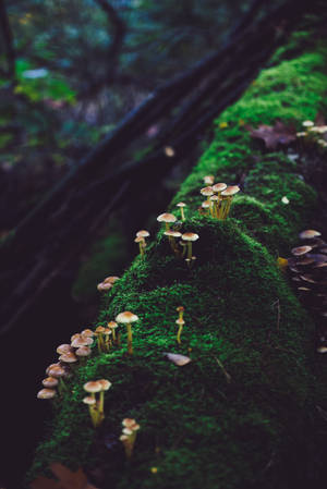 White And Brown Mushrooms Wallpaper