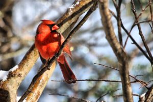 snow, Cold, Animals, Birds