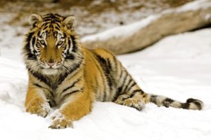 tiger