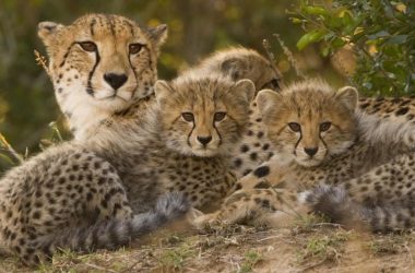 Cheetah Mom Photo