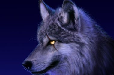 Nice Wolf Wallpaper