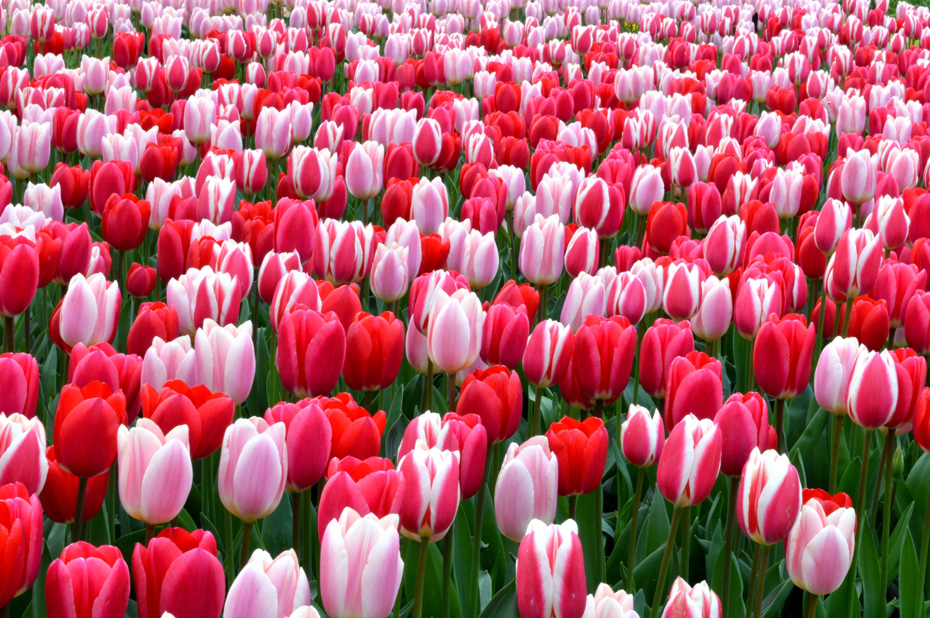 PixLith - Tulip Background Images