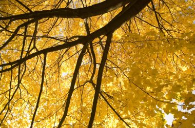 Awesome Yellow Tree