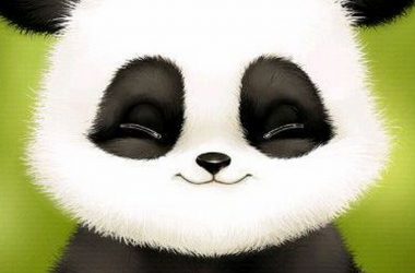 Free Panda Wallpaper