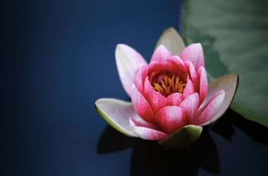 Free Lotus Flower