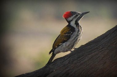 Beautiful Woodpecker Wallpaper