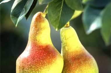 Widescreen Pear Fruit