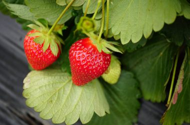 Natural Strawberry