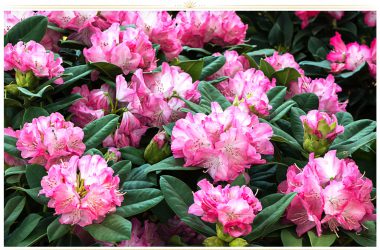 Beautiful Pink Flower