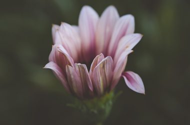 Natural Flower Macro