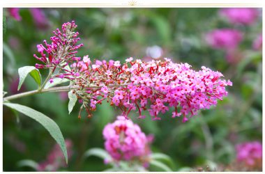 Natural Pink Flower