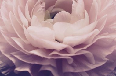 White Flower Macro