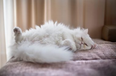 White Fluffy Cat