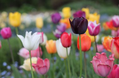 Beautiful Tulip Flower