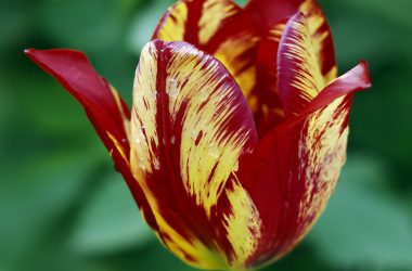 Best Tulip Flower