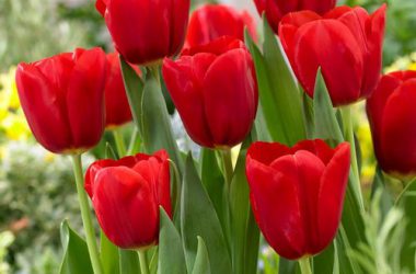 Nice Tulip Flower