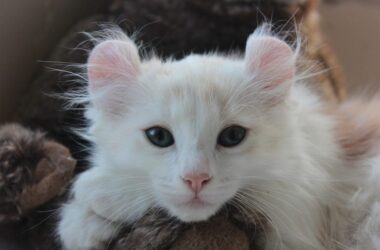 Wonderful White Cat