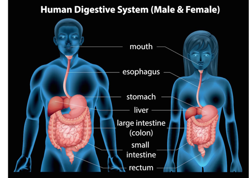 male and female human digestive system overview