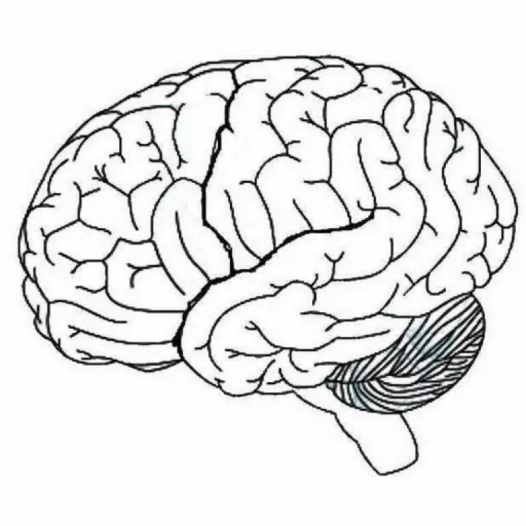 13+ Unlabeled Blank Brain Diagram - HollieMiyar