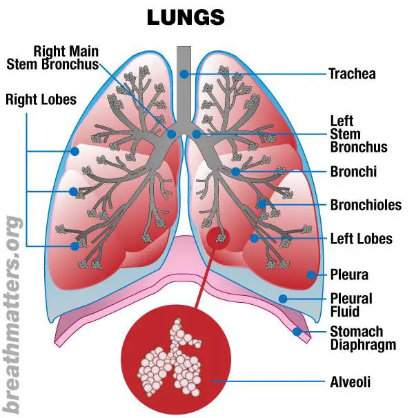 Labeled Diagram Of Lungs