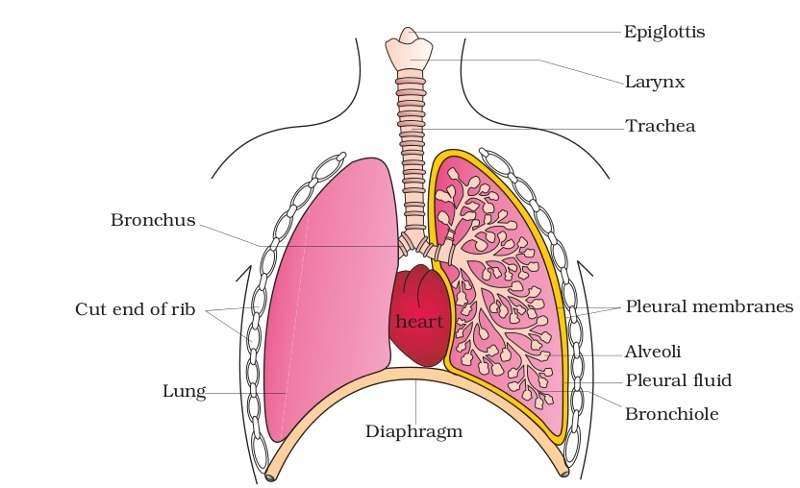 Labelled Diagram Of Human Lungs