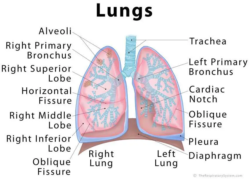 Parts Of The Lungs Labeled