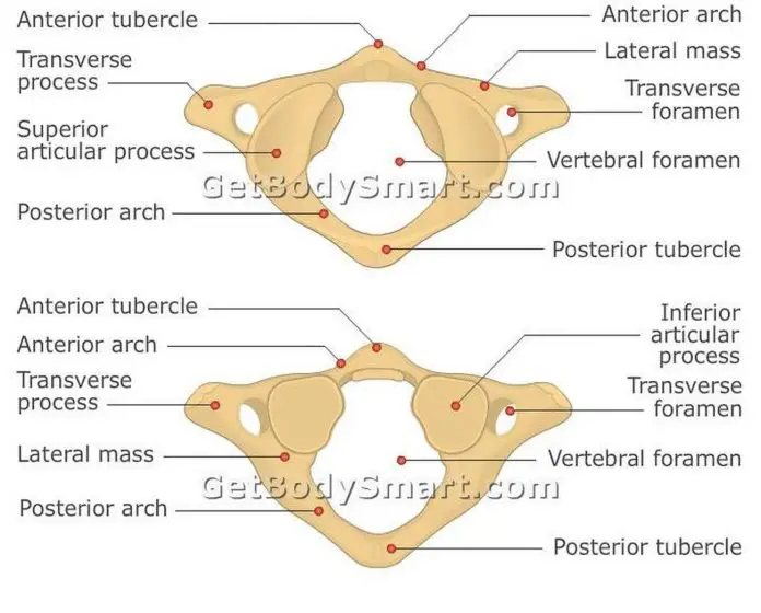 Pictures Of Atlas Vertebra