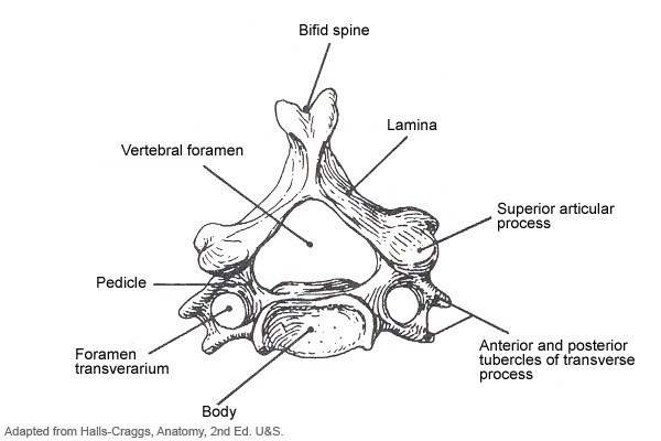 Vertebrae diagram | Healthiack