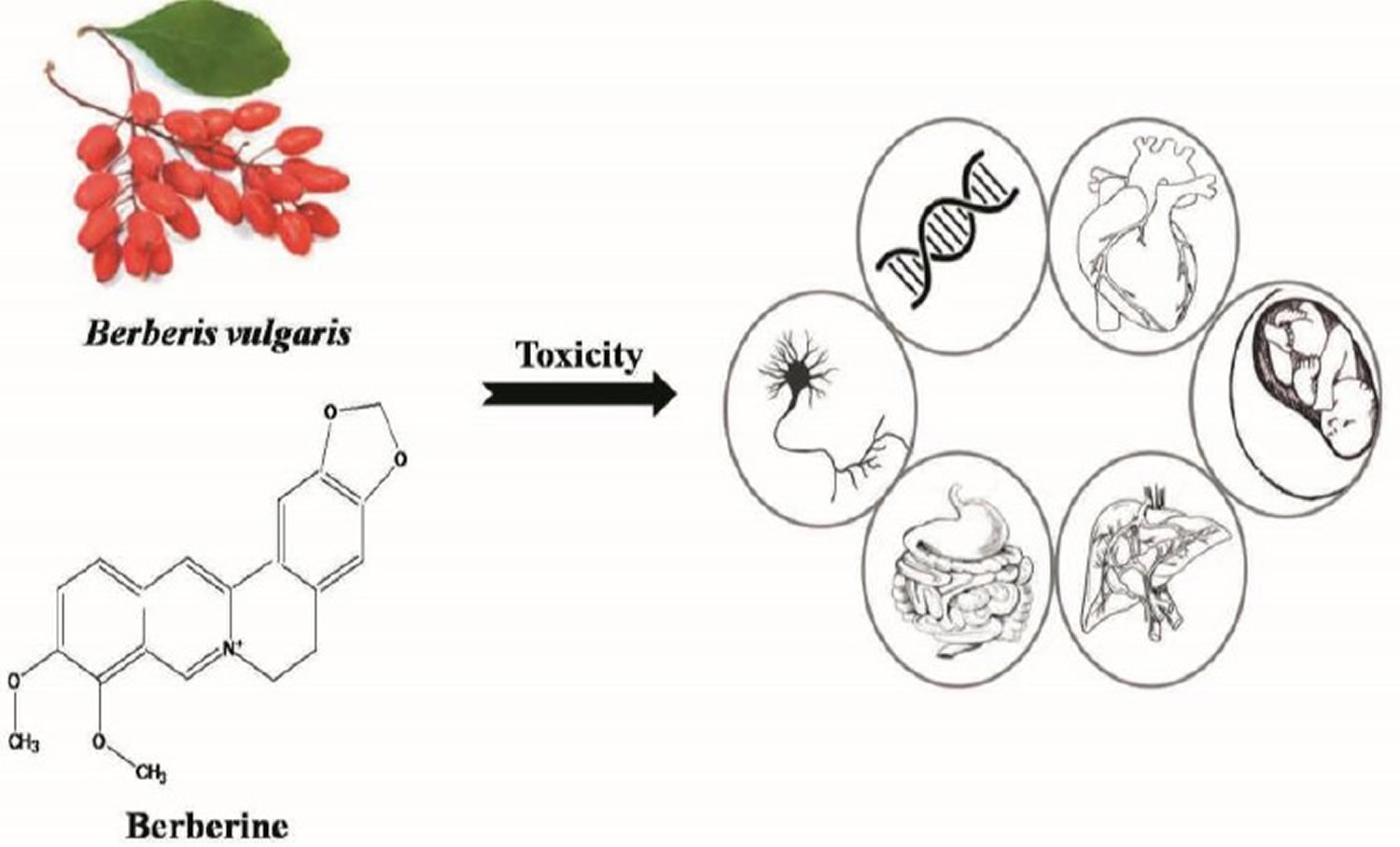 Barberry toxicity and toxic effects