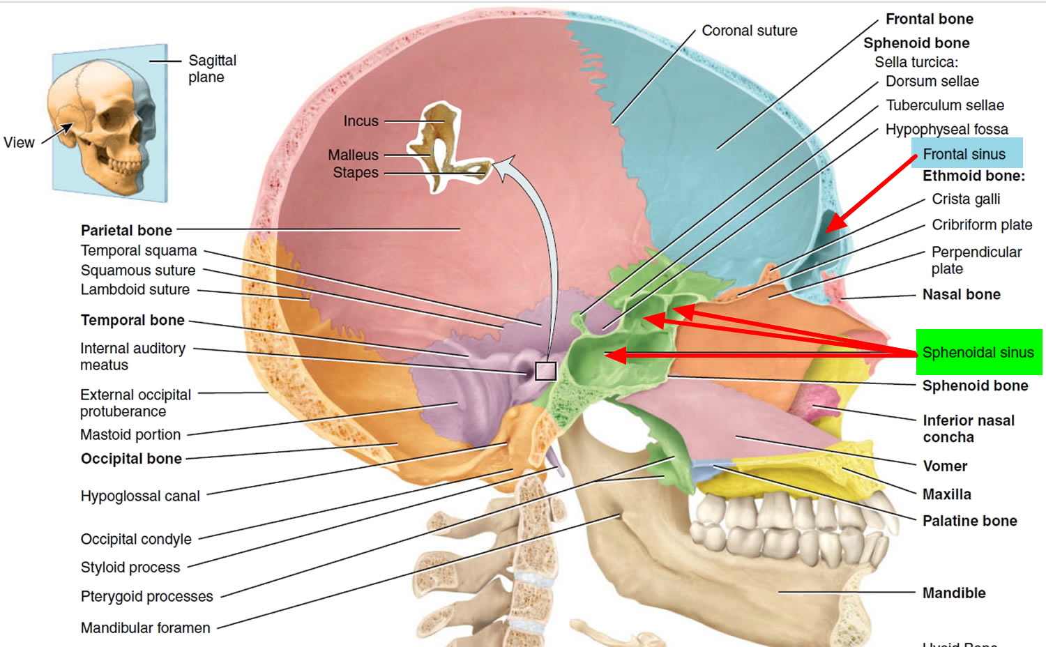 Diagram Of Human Sinuses