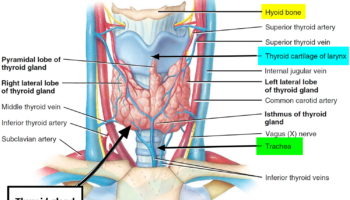 thyroid gland