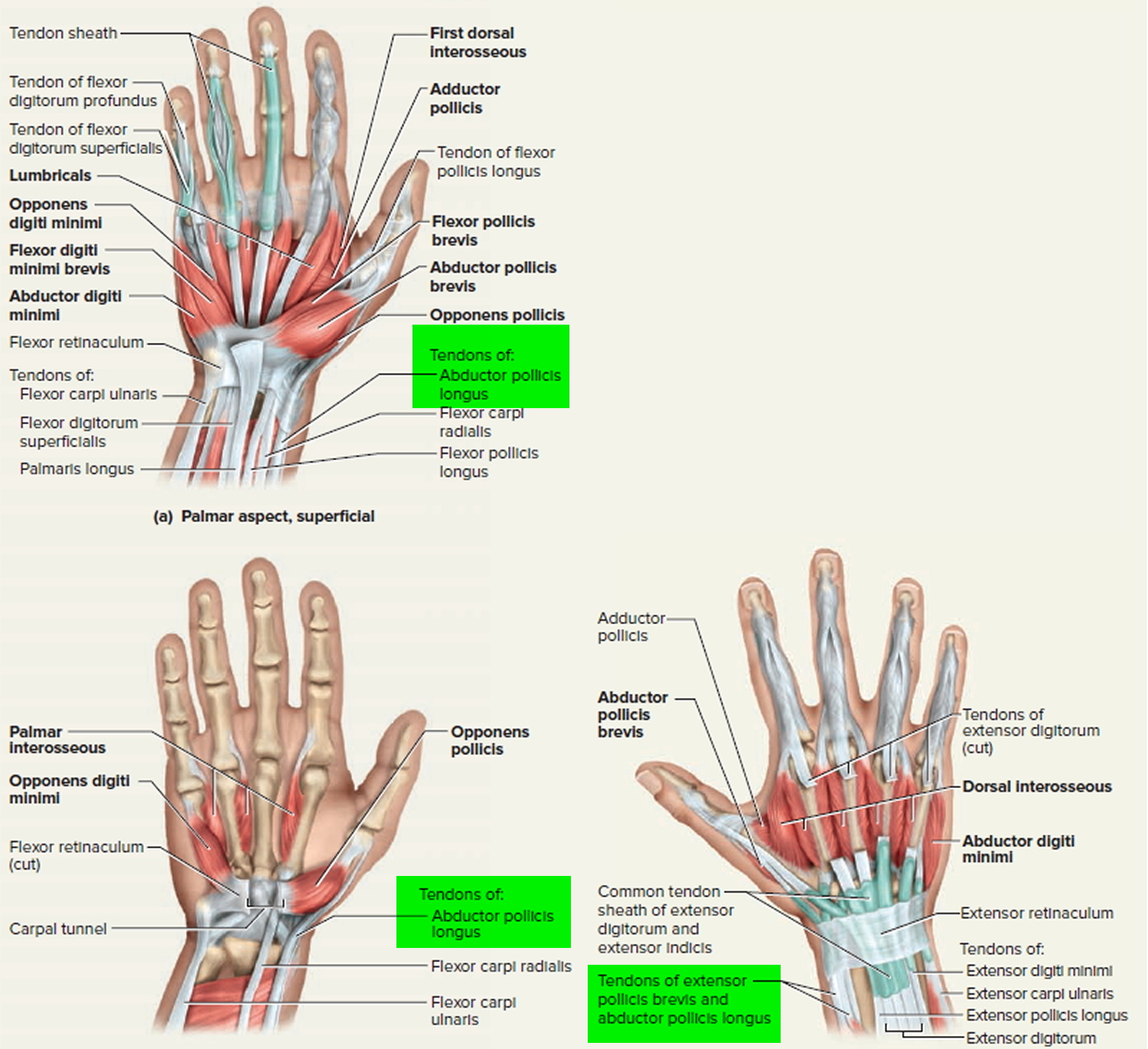 Wrist Anatomy Tendons Diagram