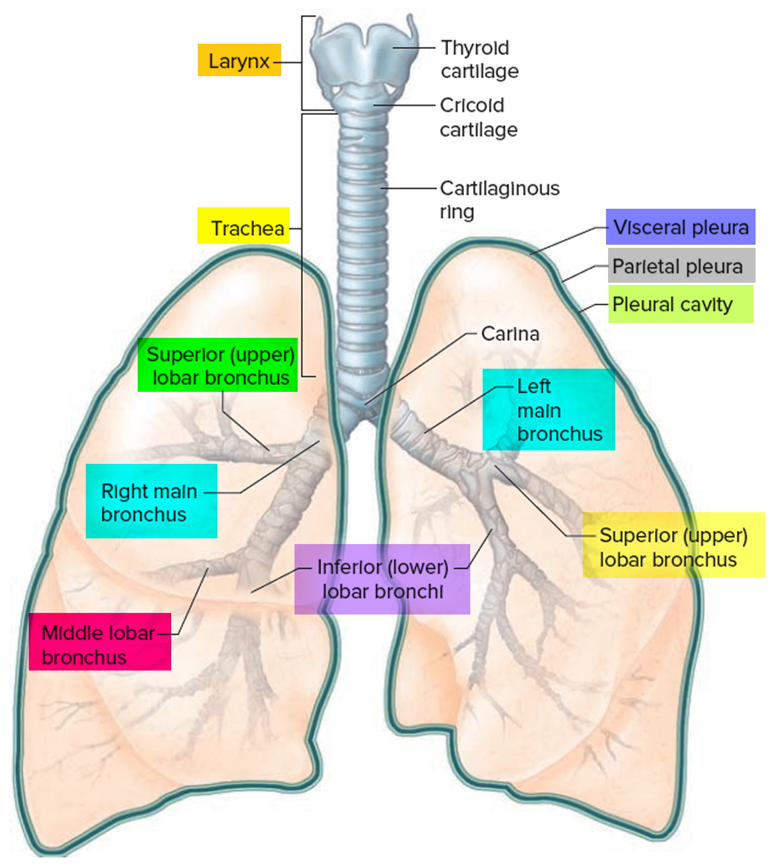 lung cancer symptoms ribs Chest milners thorax tactile