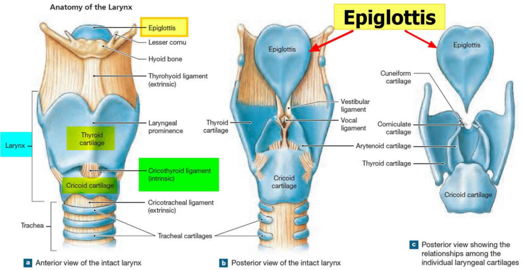 Epiglottis anatomy, location, function and epiglottis infection