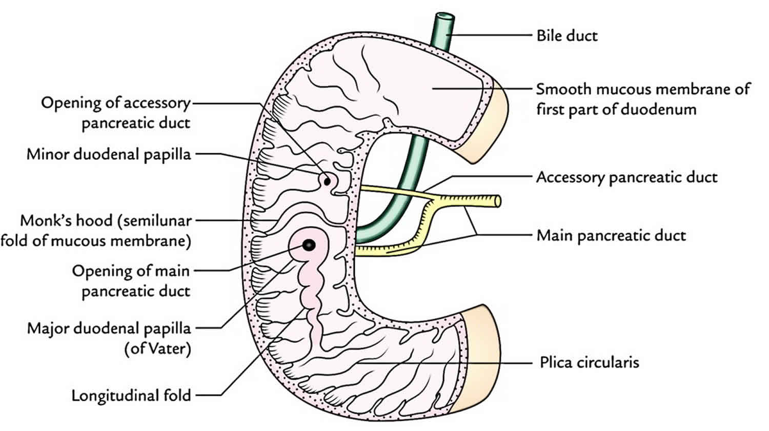 Anatomy Of The Duodenum