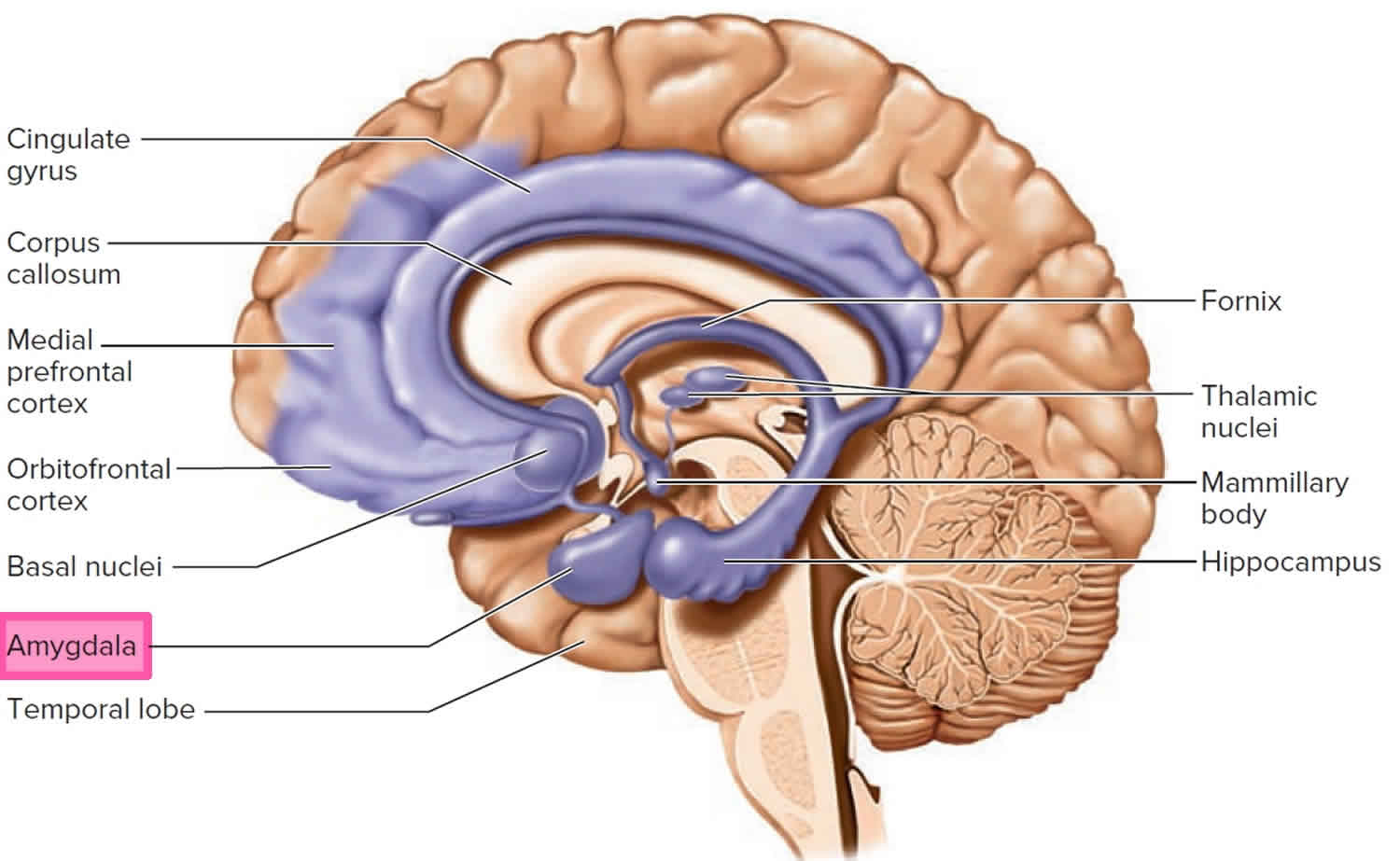 Limbic System 3D Model