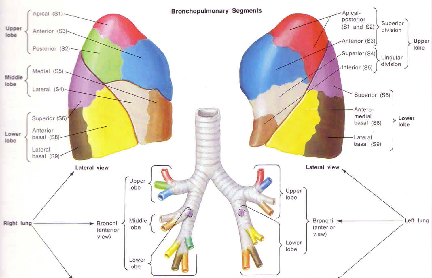 How Many Lobes Right Lung